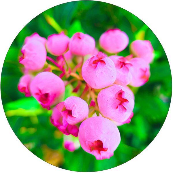 Borówka Pink Lemonade różowe owoce KRZEW 60-90 cm
