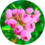 Borówka Pink Lemonade różowe owoce KRZEW 60-90 cm