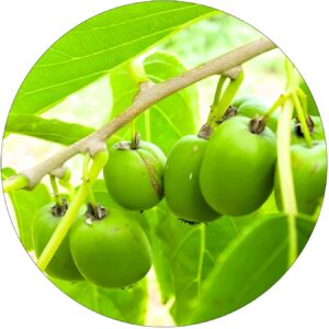 Mini Kiwi Rima soczyste duże owoce KRZEW 40-80 cm