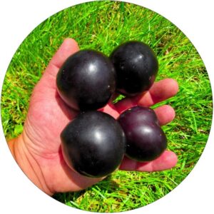 Śliwa Black Amber o słodkich owocach