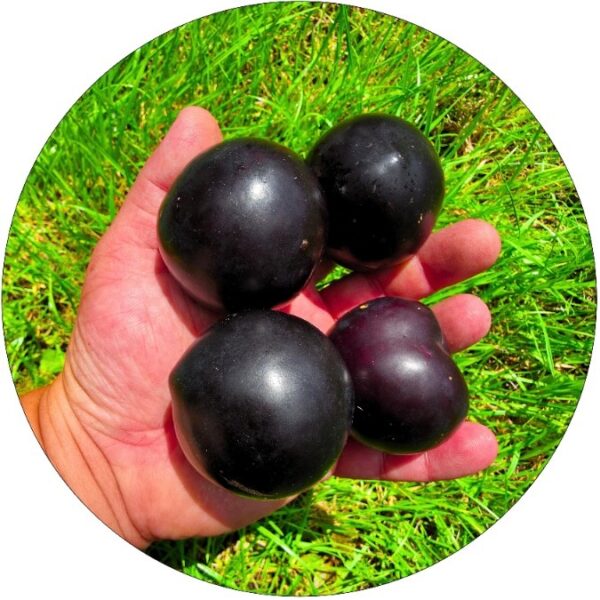 Śliwa Black Amber o słodkich owocach