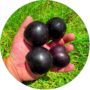 Śliwa Black Amber o słodkich owocach