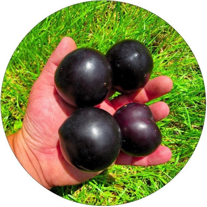 Śliwa Black Amber o słodkich owocach
