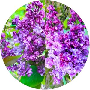 Lilak Prince Wolkonsky purpurowy kolor KRZEW 40-80 cm