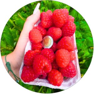 Malina Czerwona bezkolcowa aromatyczna KRZEW 40-70 cm