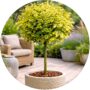 Trzmielina Marieke do donicy na balkon NA PNIU 60-90 cm