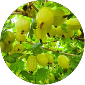 Agrest Invicta NA PNIU zielony odporny 80-120 cm