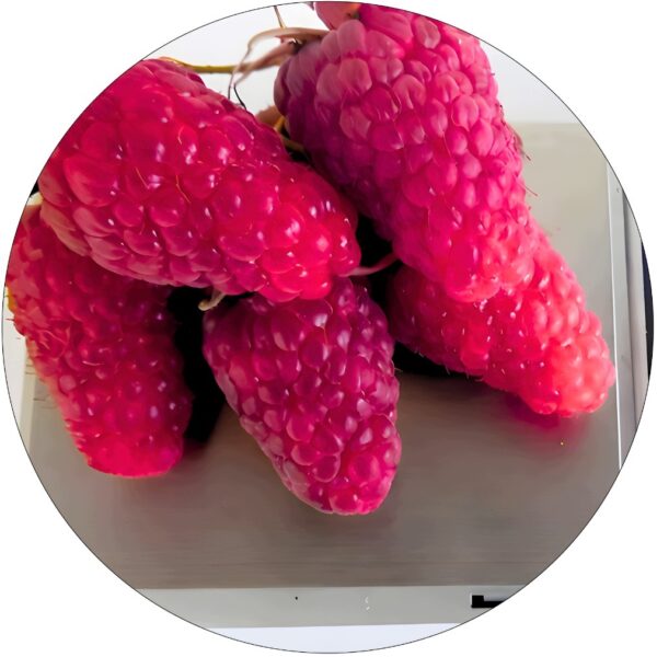 Malinojeżyna Loganberry silna sadzonka KRZEW 40-70 cm