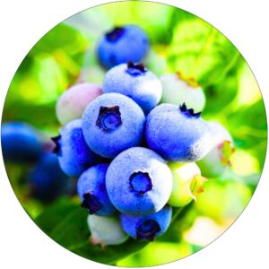 Borówka Bluejay mrozoodporna silnie rosnący KRZEW 60-90 cm