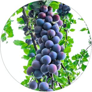 Śliwa Lubaszka wczesna odmiana śliwy