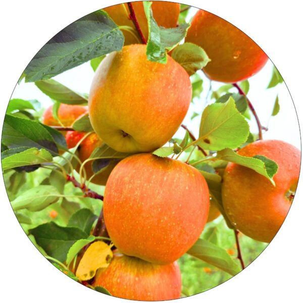 Jabłoń Koksa Pomarańczowa aromatyczne jabłka