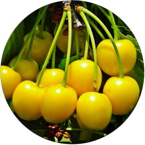 Czereśnia Amber Star wczesna samopylna