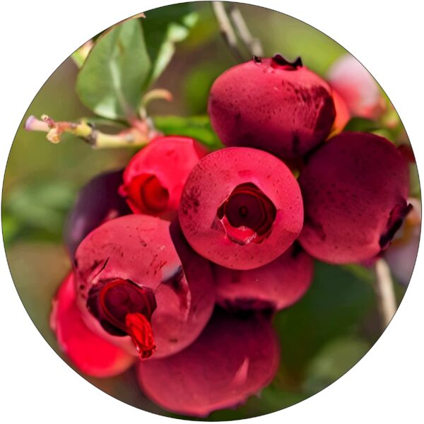 Borówka czerwona Red Berry duże jagody KRZEW 60-90 cm