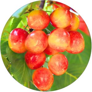 Czereśnia Honey Gold bardzo wczesna deserowa