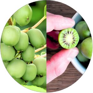 Mini Kiwi Geneva aromatyczny smak KRZEW 40-80 cm