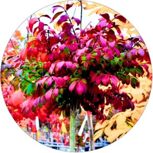 Trzmielina Czerwona krzew ozdobny NA PNIU 80-120 cm