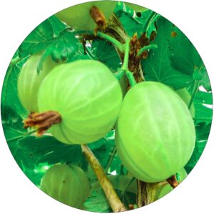 Agrest Hinnonmaki Green wytrzymały KRZEW 40-80 cm
