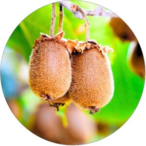 Mini Kiwi Aktinidia gładkie owoce KRZEW 40-80 cm