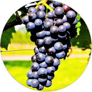 Winogron Isabella idealna na soki KRZEW 60-90 cm