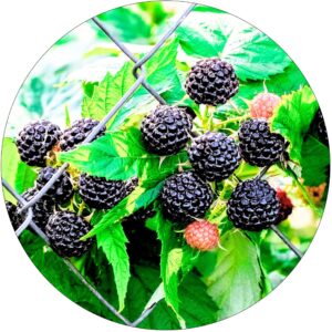 Malina Black Jewel czarna deserowa odmiana KRZEW 40-70 cm
