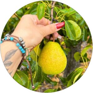Grusza Klapsa aromatyczny miąższ gruszki
