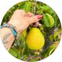 Grusza Klapsa aromatyczny miąższ gruszki