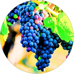 Winogron Leon Millot ciemne na wino KRZEW 60-90 cm